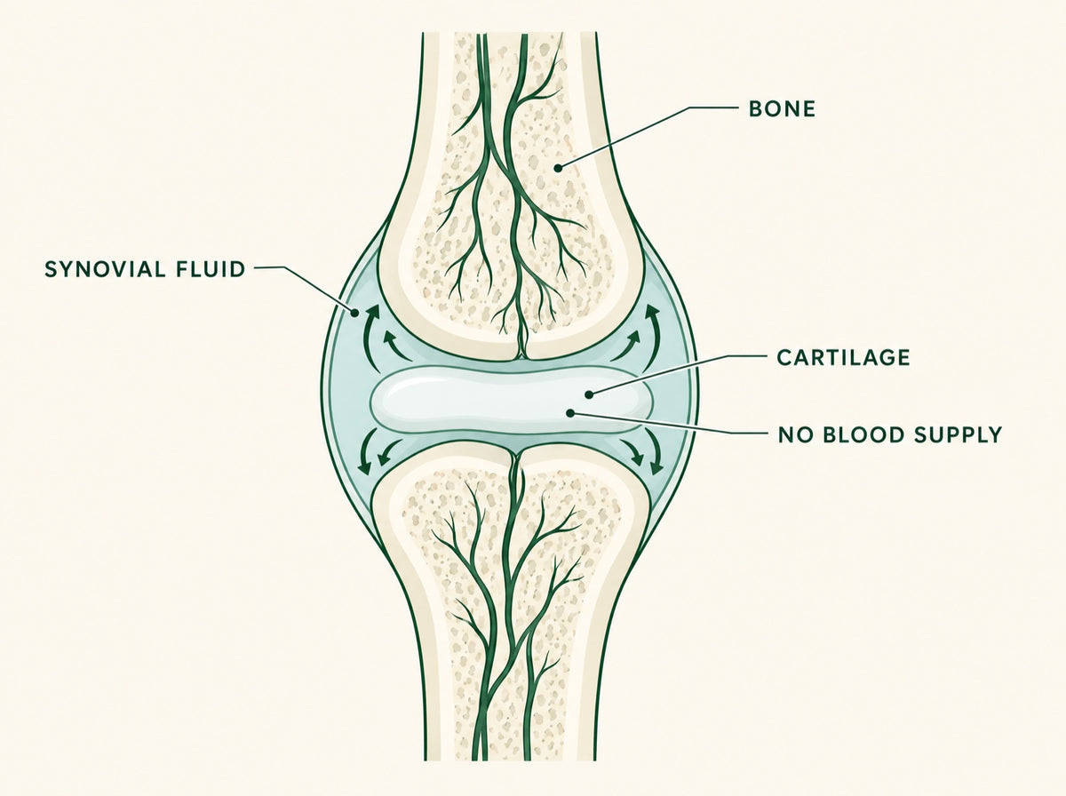 Your cartilage has no blood supply. None.